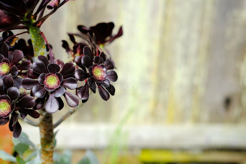 Planta Suculenta : Aeonium Arboreum Rosa Negra Imagen de archivo - Imagen  de casi, pinza: 186908485