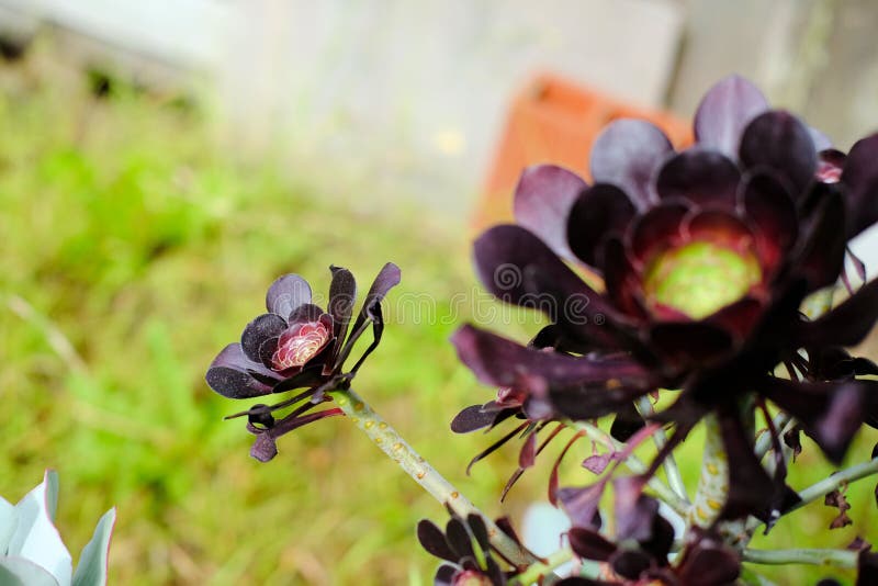 Planta Suculenta : Aeonium Arboreum Rosa Negra Foto de archivo - Imagen de  hojas, cresta: 186908346