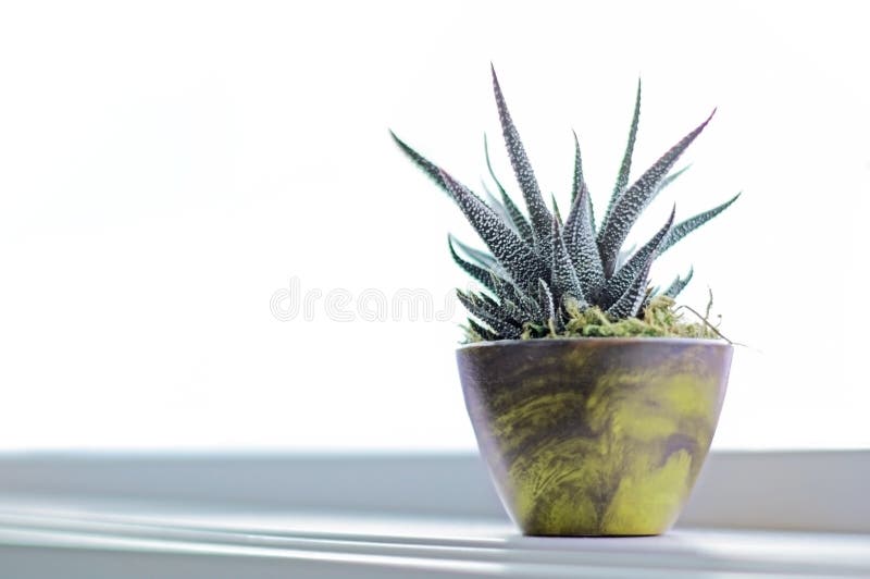 Planta suculenta en la repisa de la ventana en cuarto de baño moderno con los vagos blancos fotografía de archivo Planta suculenta en la repisa de la ventana en cuarto de baño moderno con los vagos blancos fotografía de archivo
