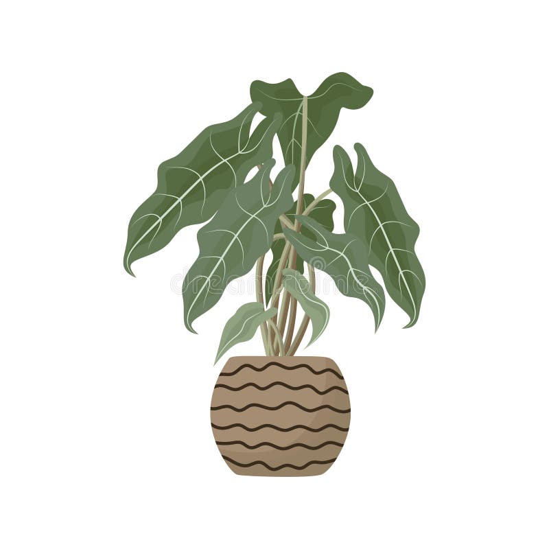 Planta Tropical Exótica En Maceta. Planta De Interior Begonia En Olla De  Cerámica Ilustración del Vector - Ilustración de vector, arbusto: 215546121