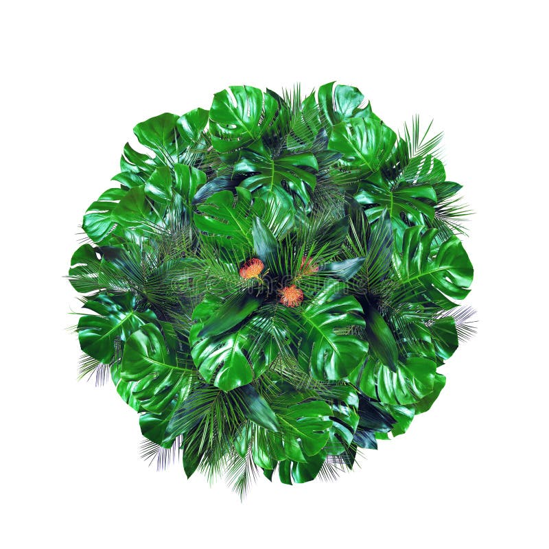 A planta tropical folheia forma do c?rculo isolada no fundo branco fotos de stock royalty free A planta tropical folheia forma do c?rculo isolada no fundo branco fotos de stock royalty free