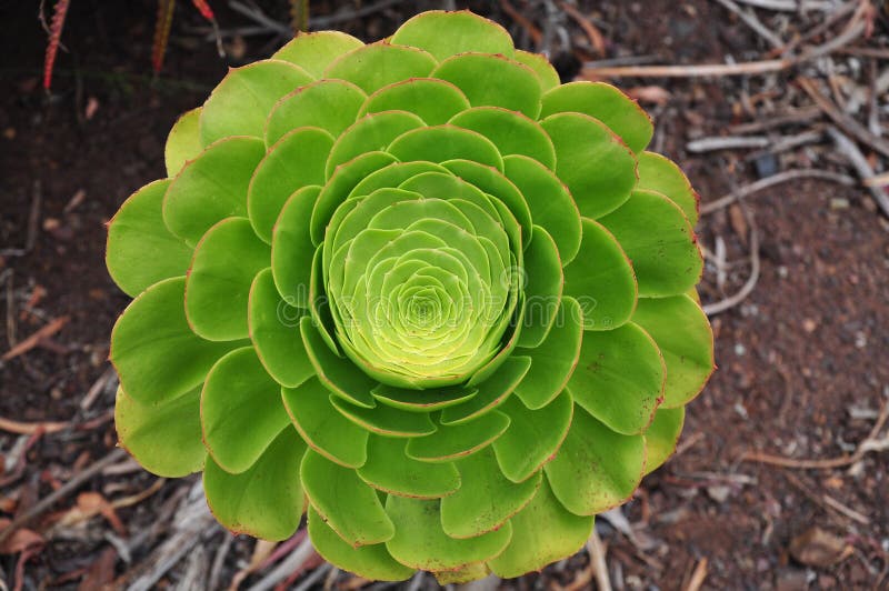 Green succulent plant in ground. Green succulent plant in ground.