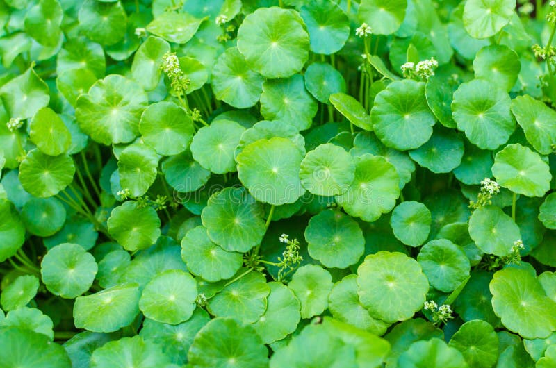 Asiatic Pennywort, is a plant that indicated in the treatment of diseases. Asiatic Pennywort, is a plant that indicated in the treatment of diseases.