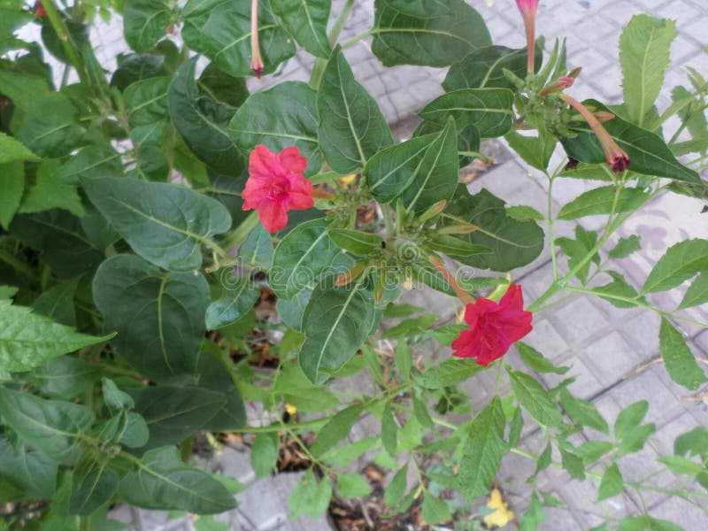 Planta Verde Com As Suas Cinco Flores De Redfuchsia. Foto de Stock - Imagem  de alimento, jardim: 208675100