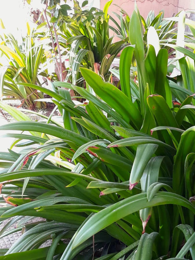 Planta Verde Com Folhas Longas Pontiagudas Ligeiramente Amarelas Do Topo  Foto de Stock - Imagem de queimado, arbusto: 167479224