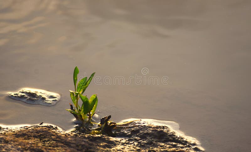 Planta verde de la germinación que crece por el lado del agua - fondo natural - botánica - biología - esperanza y aspiración - cr imagen de archivo Planta verde de la germinación que crece por el lado del agua - fondo natural - botánica - biología - esperanza y aspiración - cr imagen de archivo