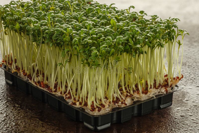 Planta verde de la hierba del berro con agua imágenes de archivo libres de regalías Planta verde de la hierba del berro con agua imágenes de archivo libres de regalías