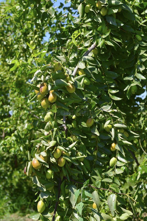 Planta verde de la jojoba foto de archivo. Imagen de agricultura 76208598
