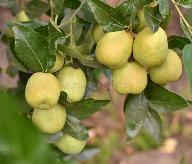Planta verde de la jojoba imagen de archivo. Imagen de org??nico 99003295