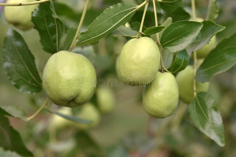 Planta verde de la jojoba imagen de archivo. Imagen de travieso 98870785