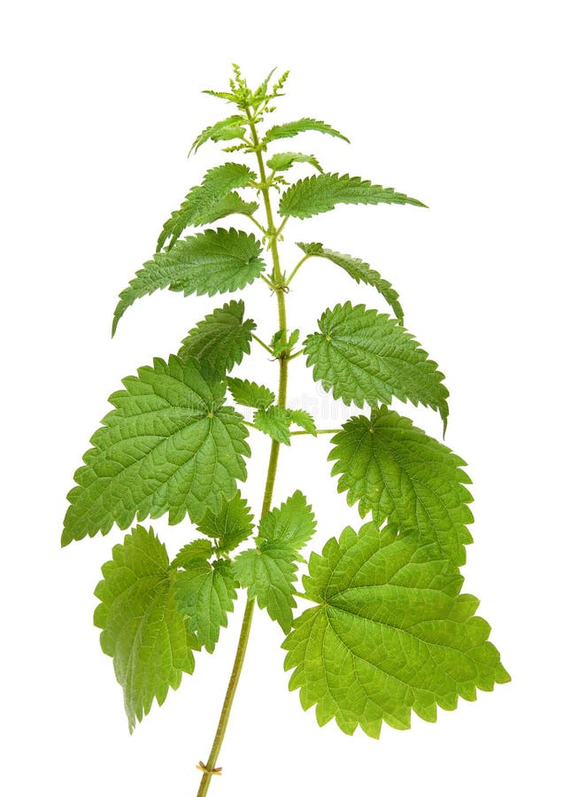Planta verde de la ortiga fotografía de archivo Planta verde de la ortiga fotografía de archivo