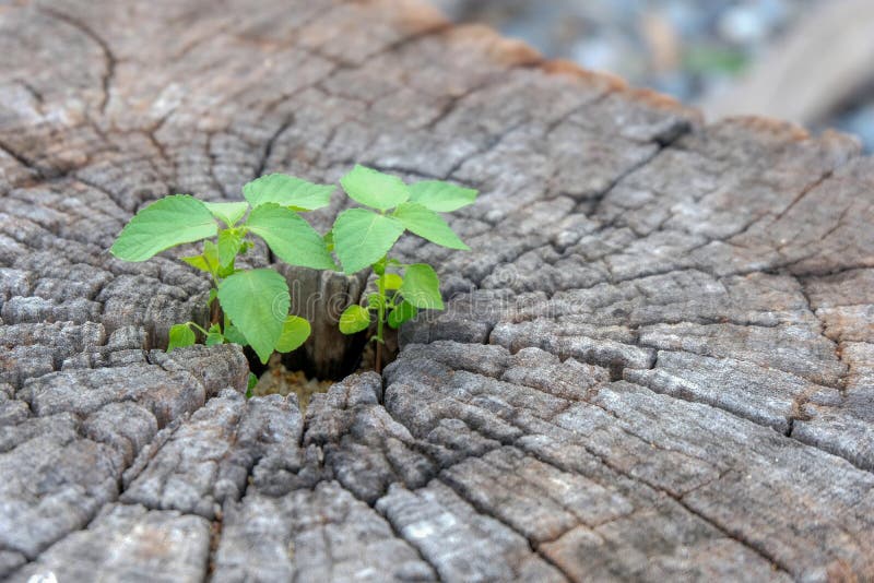 Planta verde que cresce no tronco de árvore inoperante, planta verde no coto, planta nova que cresce no coto - com espaço da cópi foto de stock Planta verde que cresce no tronco de árvore inoperante, planta verde no coto, planta nova que cresce no coto - com espaço da cópi foto de stock