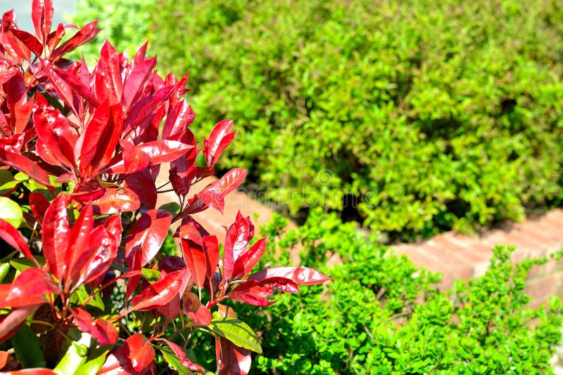 Planta vermelha da conversão do pisco de peito vermelho (fraseri do photinia) imagem de stock Planta vermelha da conversão do pisco de peito vermelho (fraseri do photinia) imagem de stock