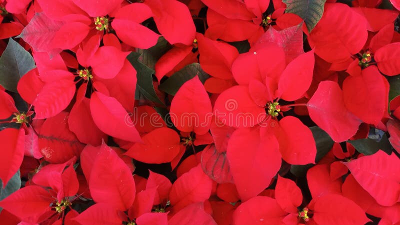 Planta Vermelha Da Poinsétia Do Natal No Inverno De Tailândia Imagem de  Stock - Imagem de xmas, natal: 133440297