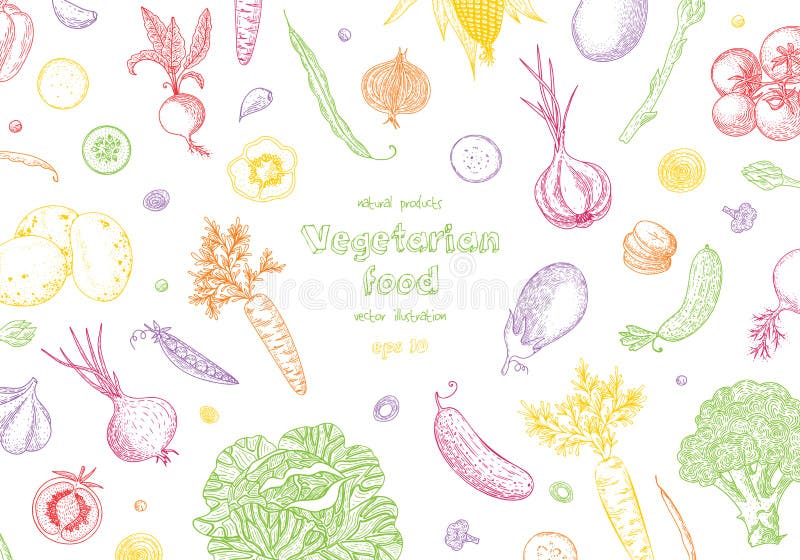 Plantaardige hand getrokken uitstekende vectorillustratie Vegetarische reeks biologische producten Kan voor verpakkend document w stock illustratie Plantaardige hand getrokken uitstekende vectorillustratie Vegetarische reeks biologische producten Kan voor verpakkend document w stock illustratie