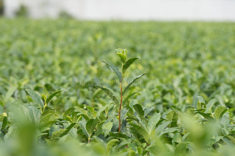 Plantaciones de té verde imágenes de archivo libres de regalías Plantaciones de té verde imágenes de archivo libres de regalías