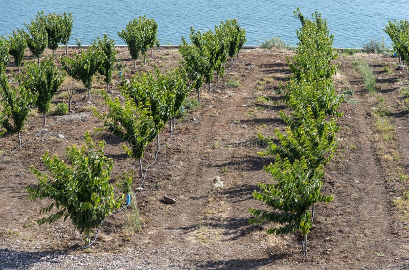 Plantación de la cereza al lado del agua fotografía de archivo libre de regalías Plantación de la cereza al lado del agua fotografía de archivo libre de regalías