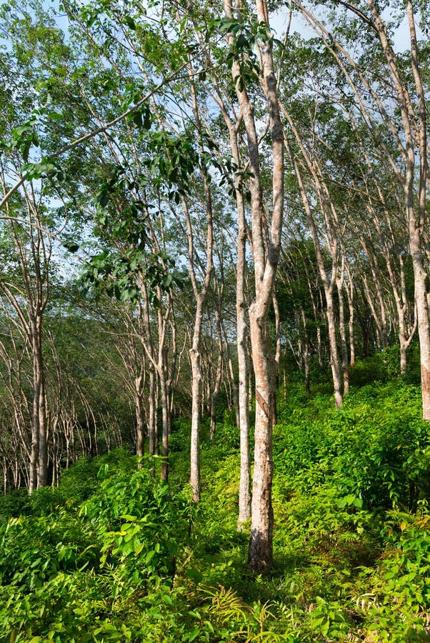 Plantación del árbol de goma, usada para producir el látex crudo natural fotografía de archivo Plantación del árbol de goma, usada para producir el látex crudo natural fotografía de archivo
