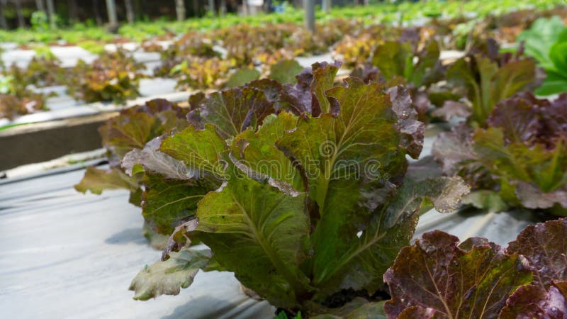 Plantacja warzyw w uprawach ekologicznych, młode zielone i czerwone sałaty dębowe rozsiewające się na brązowym pokrywie gleby cza zdjęcie stock Plantacja warzyw w uprawach ekologicznych, młode zielone i czerwone sałaty dębowe rozsiewające się na brązowym pokrywie gleby cza zdjęcie stock