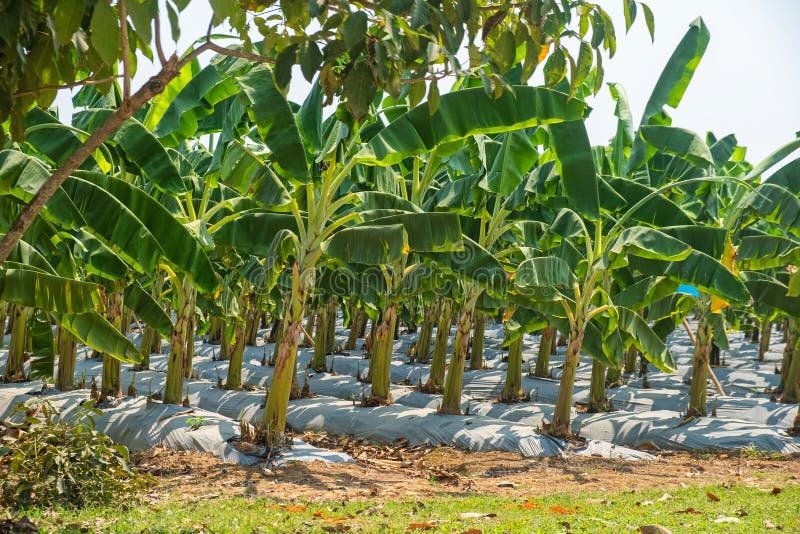 Plantacje bananów w Chiang Mai Tajlandii. Rolnictwo i koncepcja ogrodnicza. Efektywne nowoczesne rolnictwo i żywność obraz stock