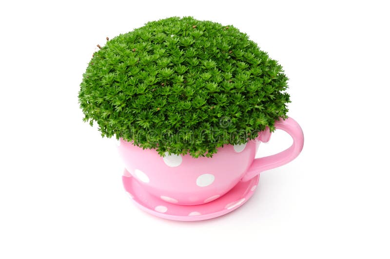 Giant cup and saucer planter with green plant. Giant cup and saucer planter with green plant