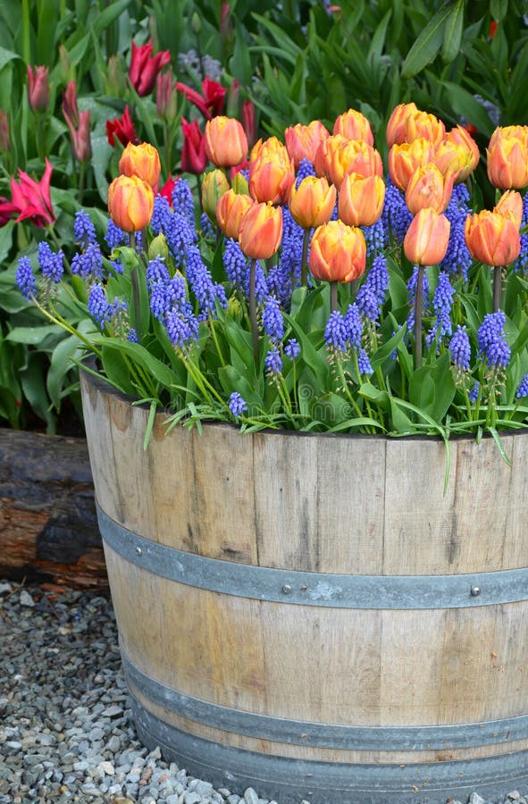 Orange tulips and bluebells in wooden planter. Orange tulips and bluebells in wooden planter