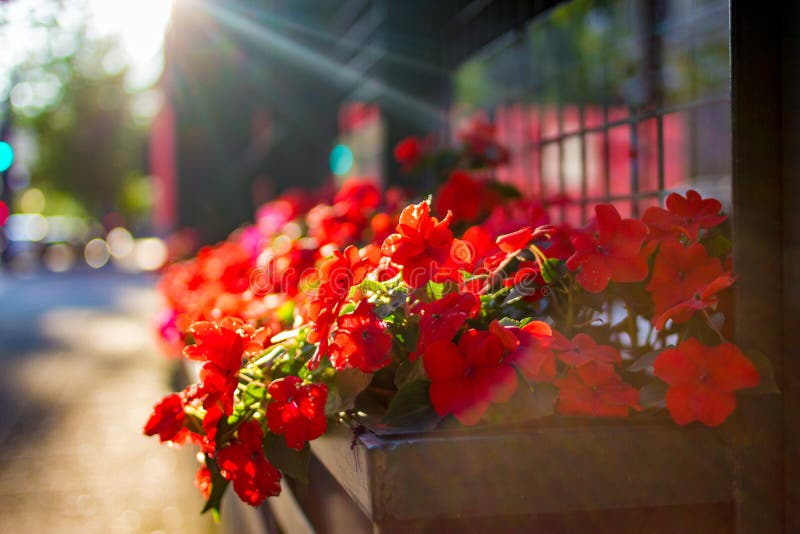 Planter with red flowers on sunny city street. Planter with red flowers on sunny city street