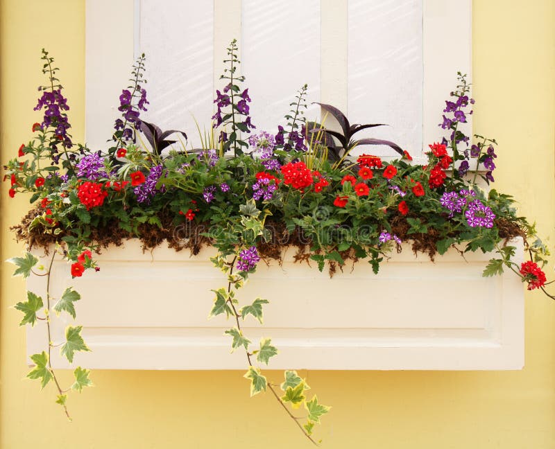 Beautiful Planter outside a Window with Spring Petunia Flowers and Hosta Leaves. Beautiful Planter outside a Window with Spring Petunia Flowers and Hosta Leaves