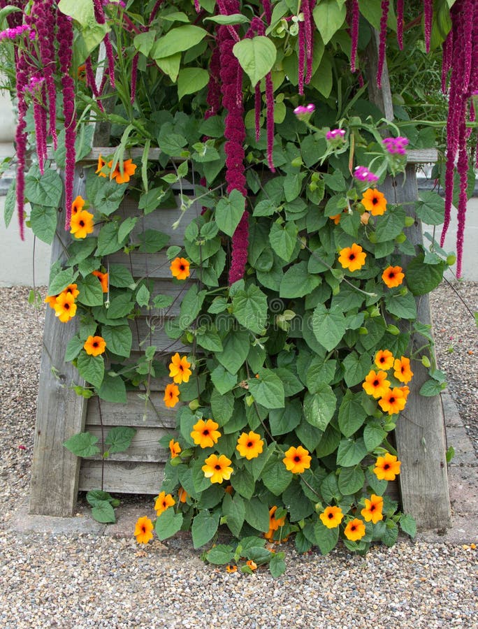 Unusual planting in wooden planter with thunbergia and black eyed susan. Unusual planting in wooden planter with thunbergia and black eyed susan.