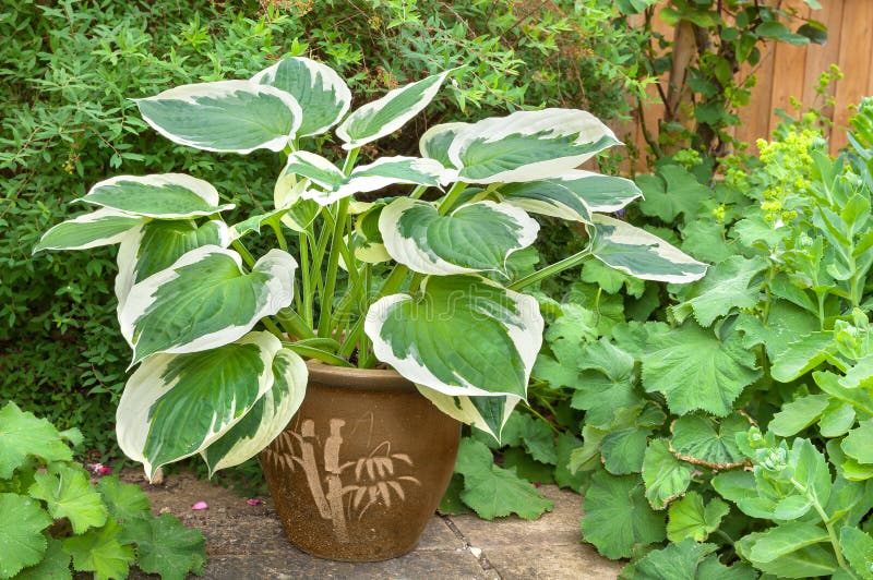 Variegated hosta with cream and green leaves in a planter. Variegated hosta with cream and green leaves in a planter