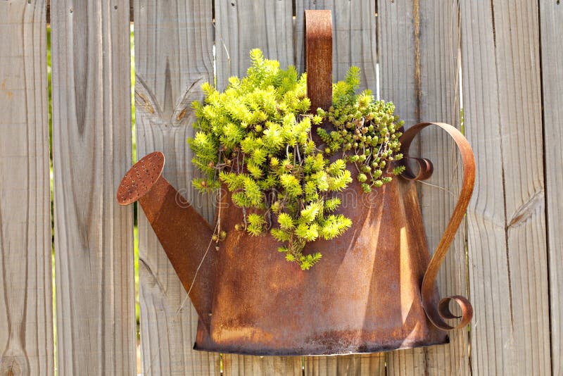 Rusted Watering Can planter on wooden fence with succulents growing in it. Rusted Watering Can planter on wooden fence with succulents growing in it