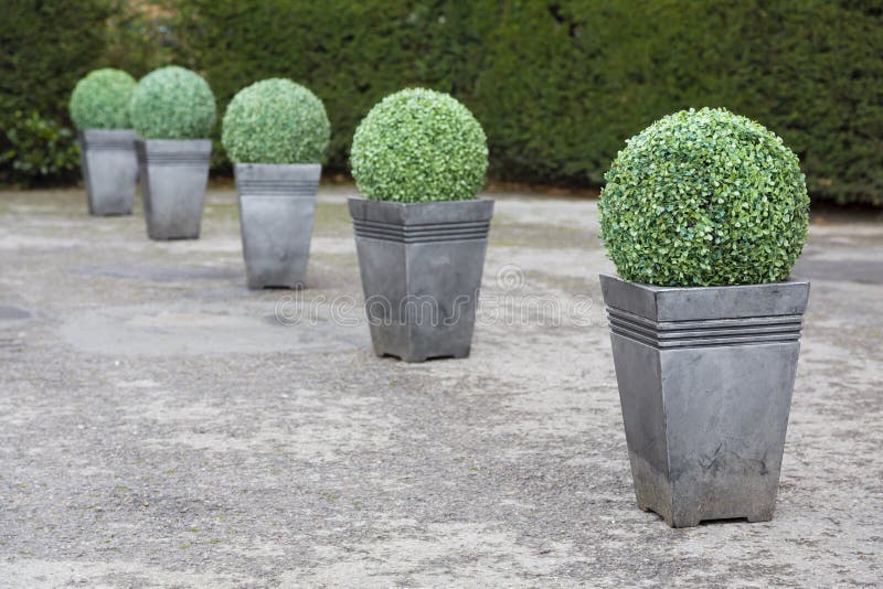 Plantadores Topiicos Buxus de archivo - Imagen de bola, exterior: