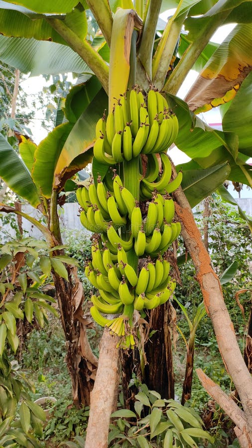 Plantain or Banana Bunch on the Tree Stock Photo Image of tree, bunch