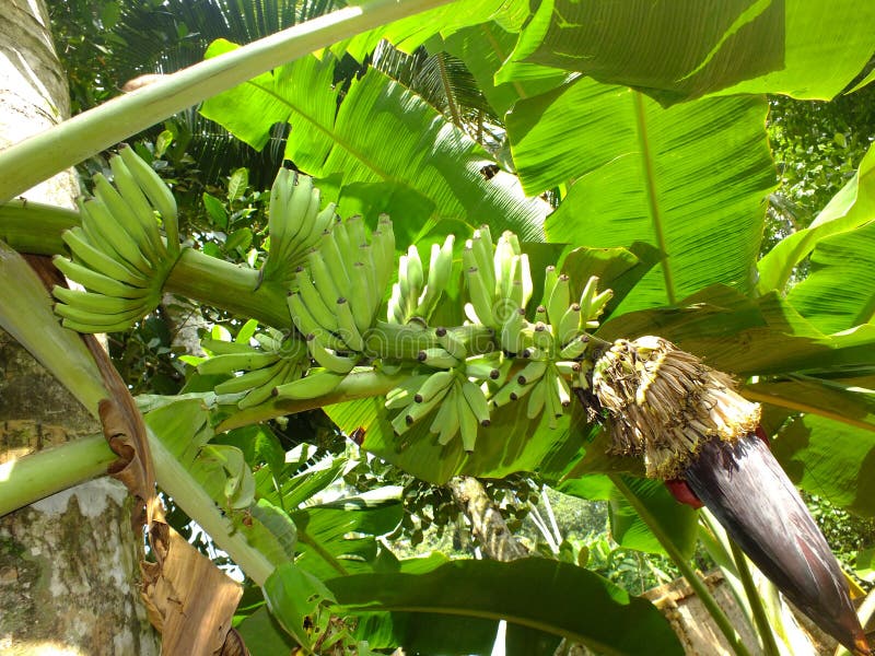 Plantain Banana Fruit in Plant Stock Image Image of sweet, plantain 43626971