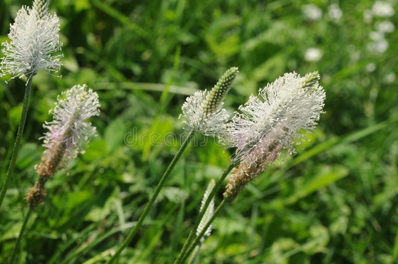 Plantain blossom