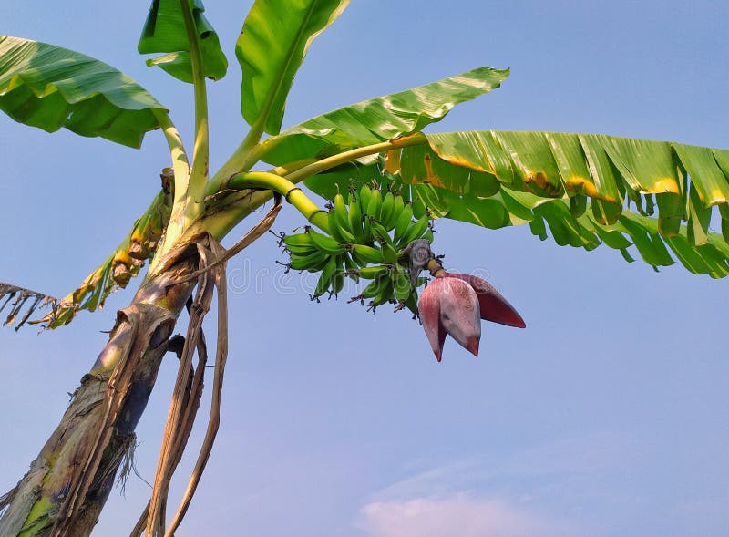 Plantain Flower of Banana Tree. Stock Photo Image of vegetable, fresh