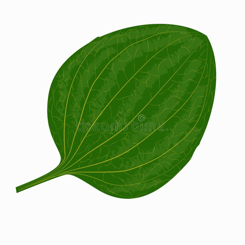 Plantain leaf botanical drawing royalty free illustration