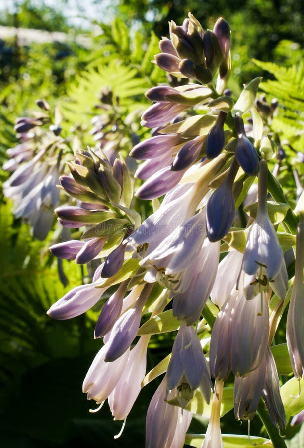 Plantain lily stock photo. Image of white, garden, flower 43047098