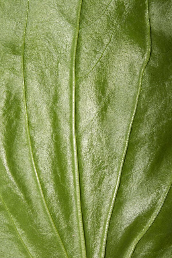 Plantain Medicinal.Plantain Leaf Background.Green Plantain Leaf.the