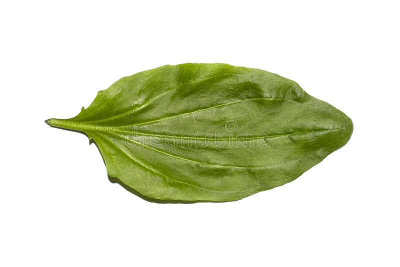 Plantain Medicinal.Plantain Leaf Background.Green Plantain Leaf.the