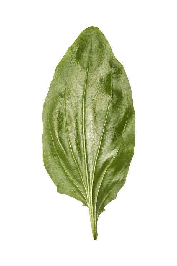 Plantain Medicinal.Plantain Leaf Background.Green Plantain Leaf.the