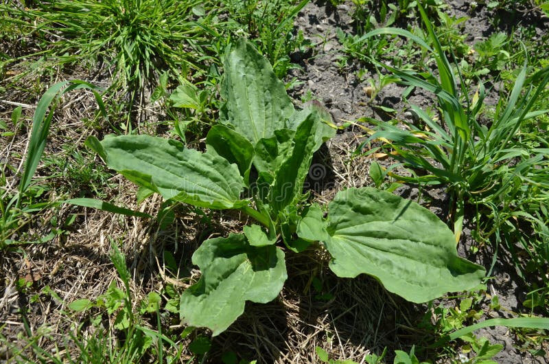 Plantain Medicinal.Plantain Leaf Background.Green Plantain Leaf.the