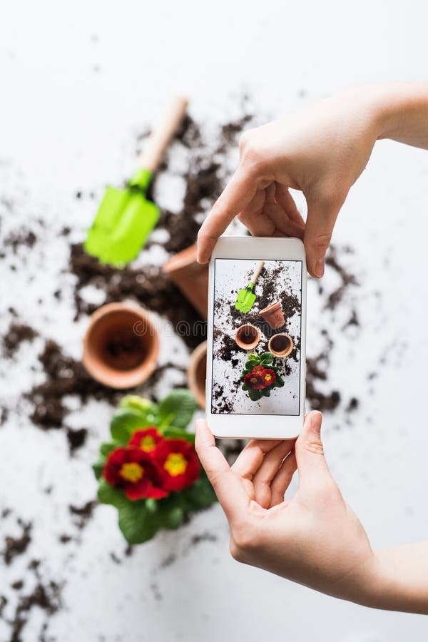 Plantando a composição das plântulas Mãos fêmeas que guardam um smartphone fotografia de stock Plantando a composição das plântulas Mãos fêmeas que guardam um smartphone fotografia de stock