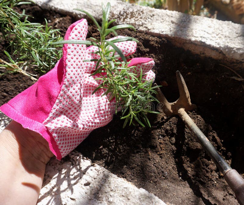 Plantando plantas na mola Mão da mulher na luva de jardinagem que guarda uma planta dos alecrins com a enxada pequena na terra de foto de stock Plantando plantas na mola Mão da mulher na luva de jardinagem que guarda uma planta dos alecrins com a enxada pequena na terra de foto de stock