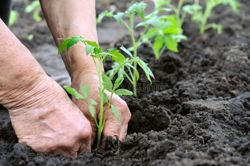 Plantando um seedling dos tomates