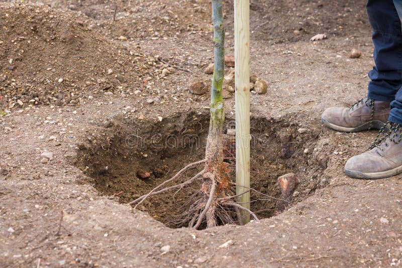 Planting and staking a bare root tree in a hole in a UK garden. Chanticleer ornamental pear standard tree. Planting and staking a bare root tree in a hole in a UK garden. Chanticleer ornamental pear standard tree