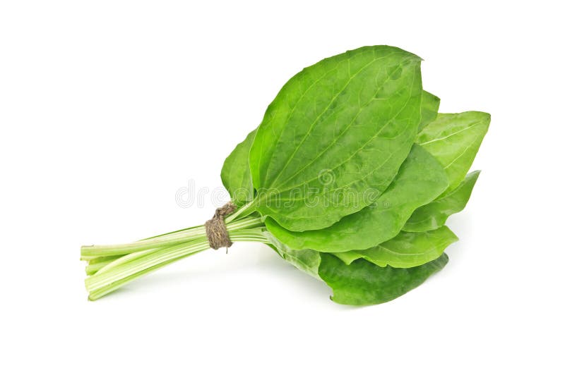Plantano fotografie stock Plantano fotografie stock