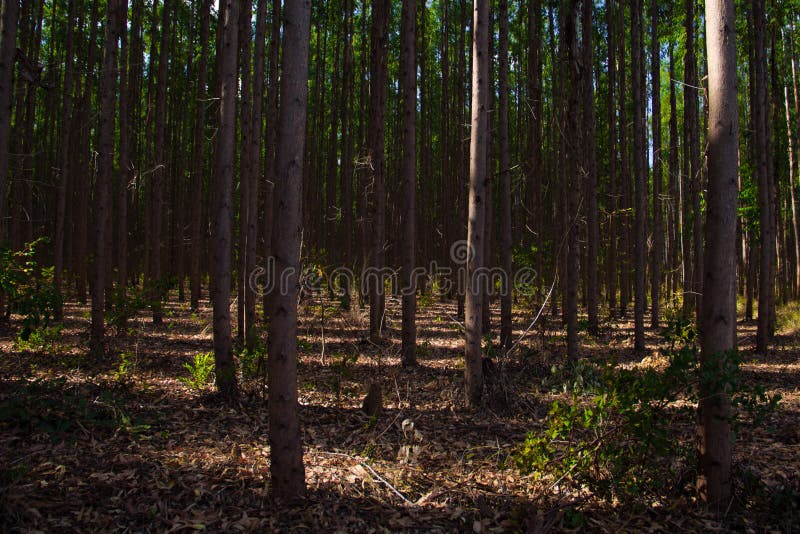 Plantantion d'eucalyptus dans Três Marias, Minas Gerais photographie stock Plantantion d'eucalyptus dans Três Marias, Minas Gerais photographie stock