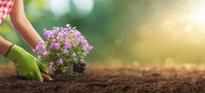 Plantar flores en un primer plano de jardín