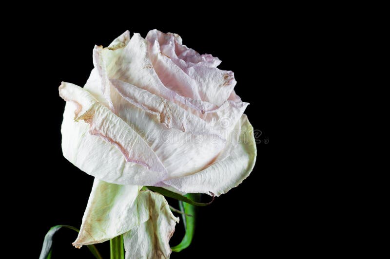 Plantas bonitas com flores perfumadas como internas imagem de stock Plantas bonitas com flores perfumadas como internas imagem de stock
